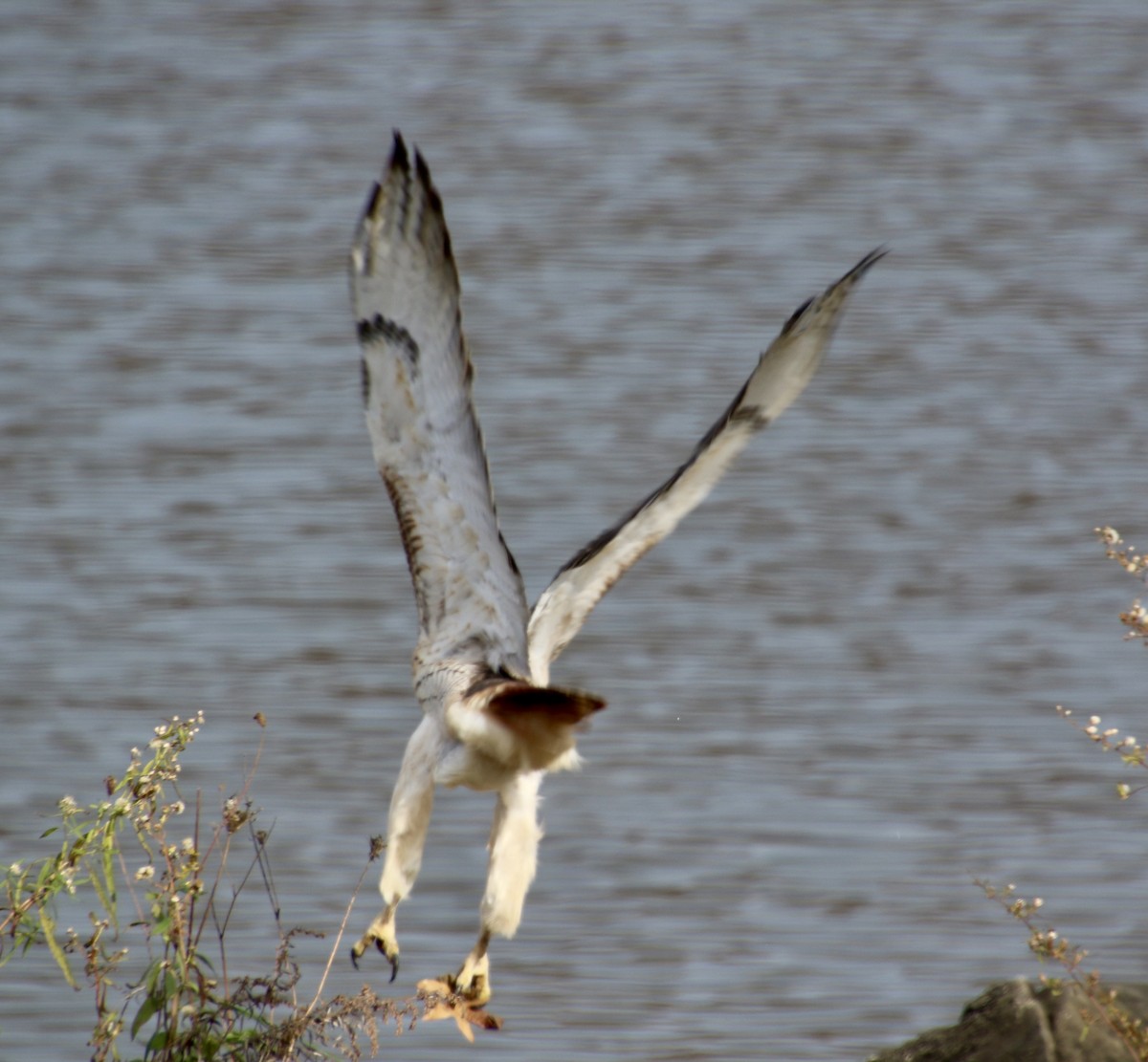 Red-tailed Hawk - ML645553861