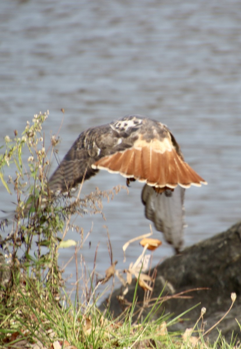 Red-tailed Hawk - ML645553862