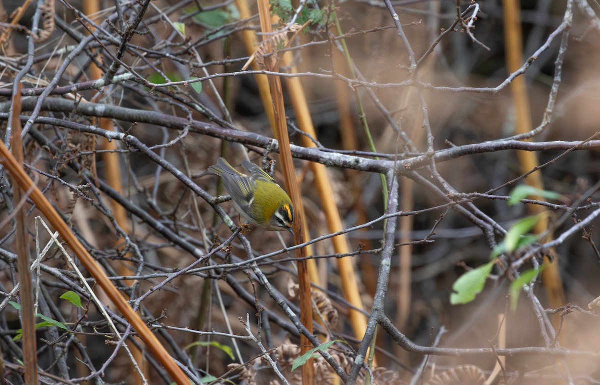Common Firecrest - ML645553869