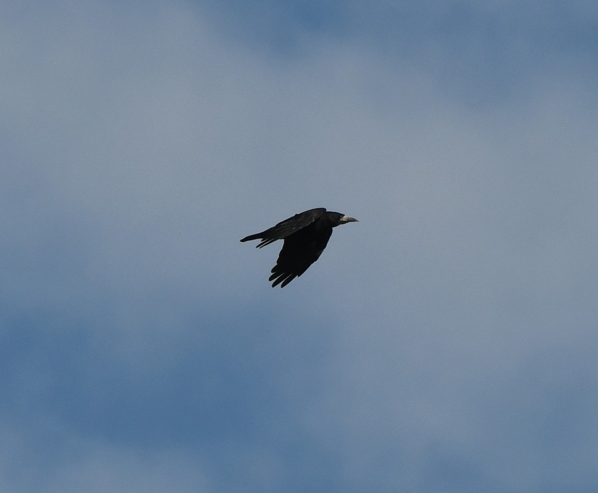 Ekin Kargası - ML645553873