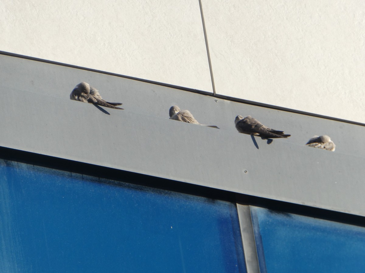 Eurasian Crag-Martin - ML645553879