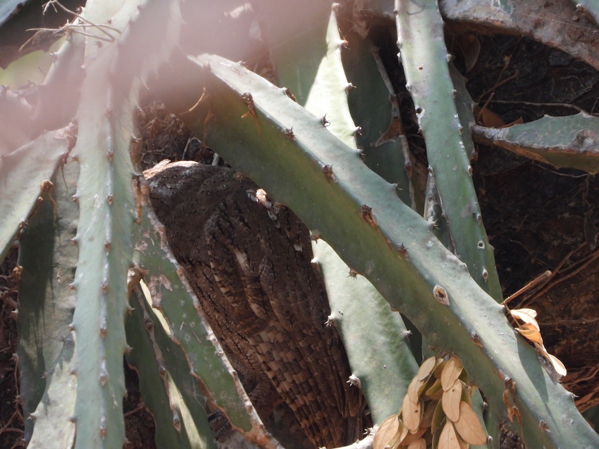 Pacific Screech-Owl - ML645553880