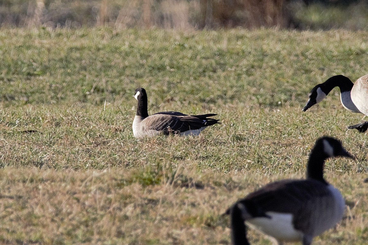小加拿大雁 - ML645553889