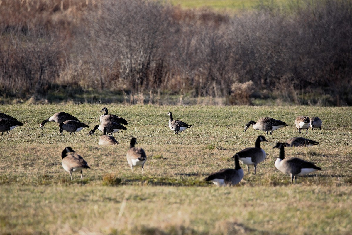 小加拿大雁 - ML645553891