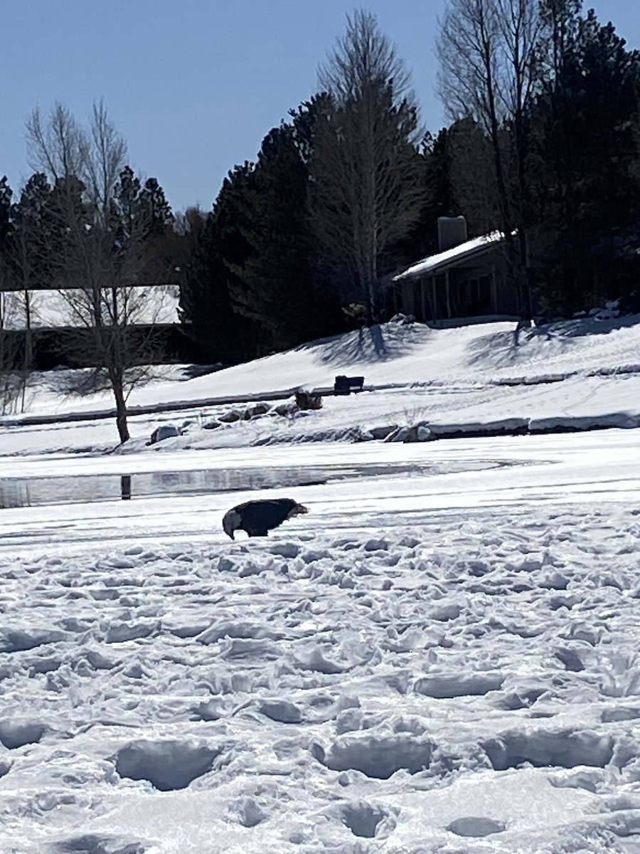 Bald Eagle - ML645553897