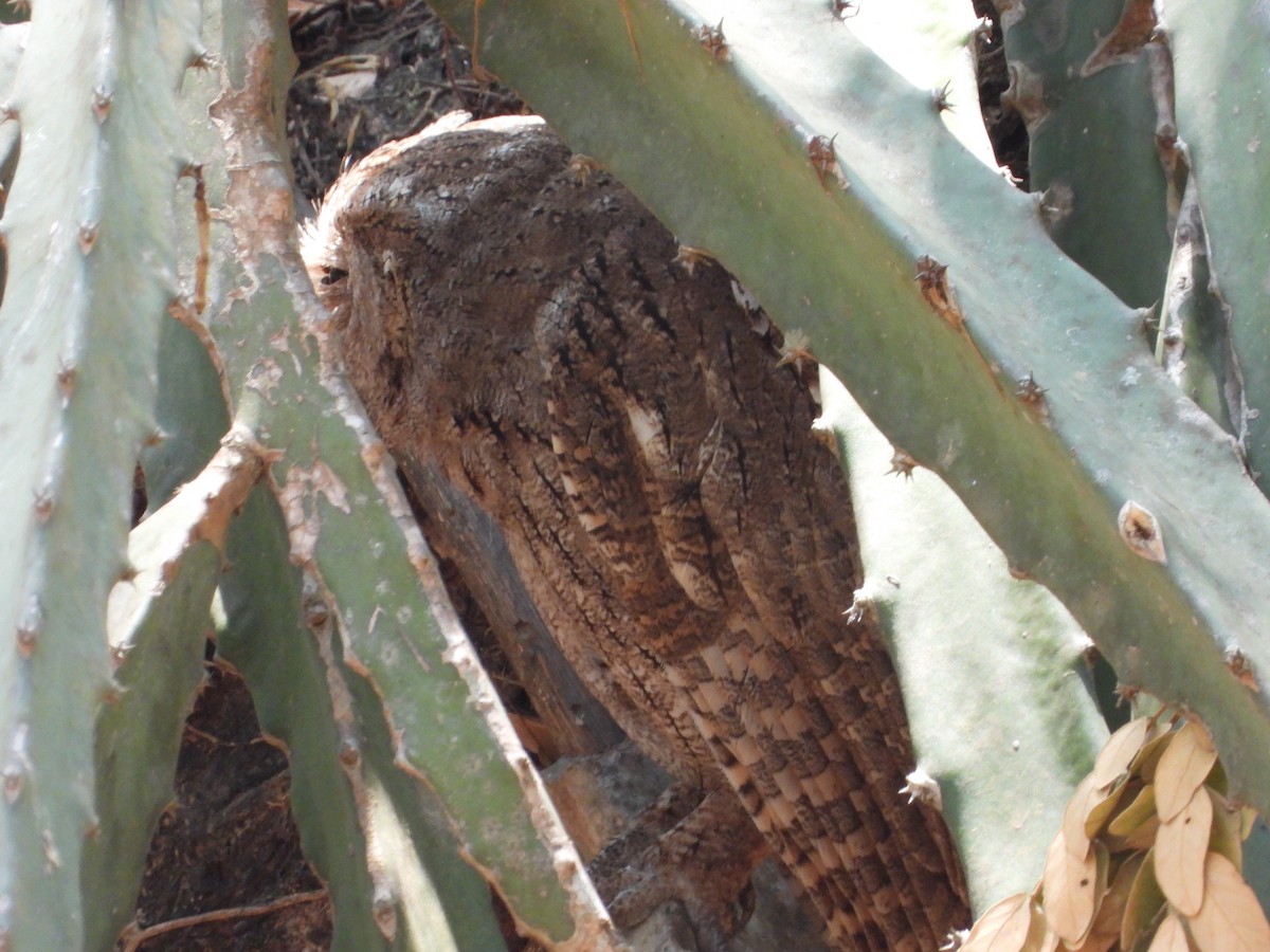 Pacific Screech-Owl - ML645553898