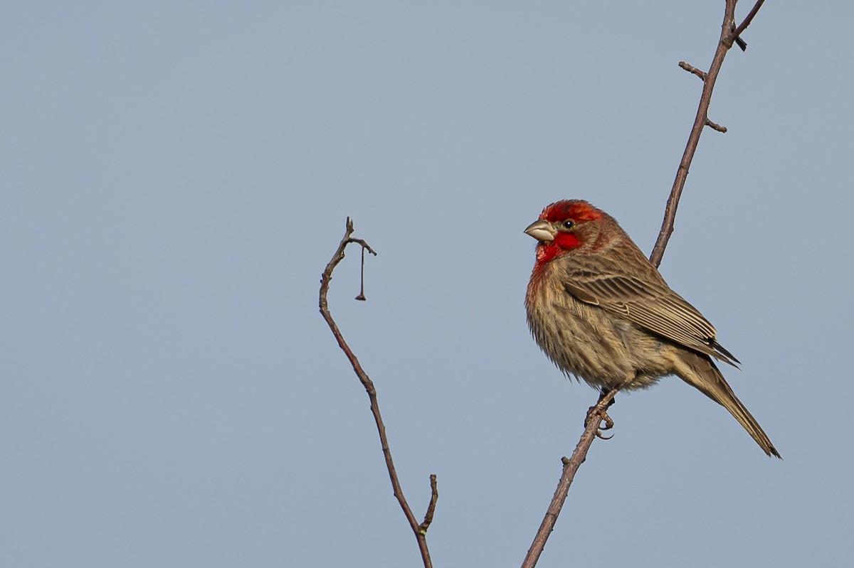 House Finch - ML645553900