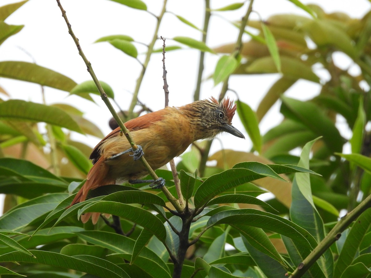 Barred Antshrike - ML645553908
