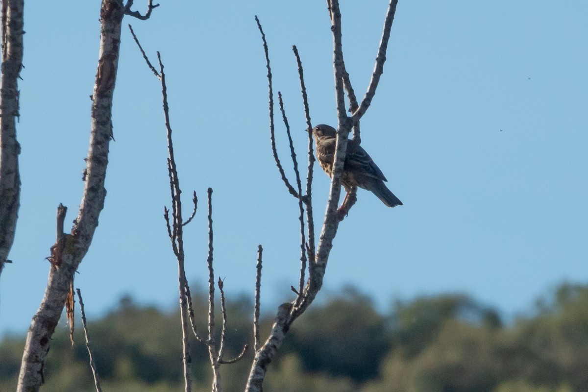 Grive draine - ML645553936