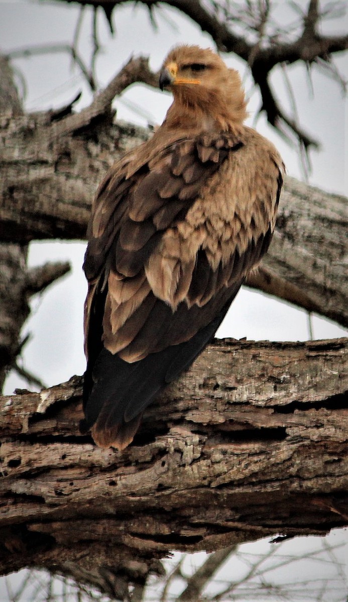 Tawny Eagle - ML645553955