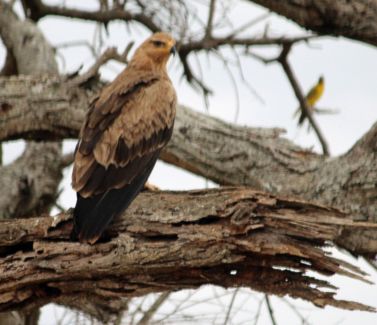 Tawny Eagle - ML645553956