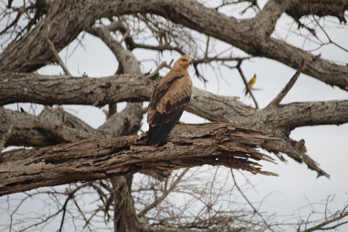 Tawny Eagle - ML645553957