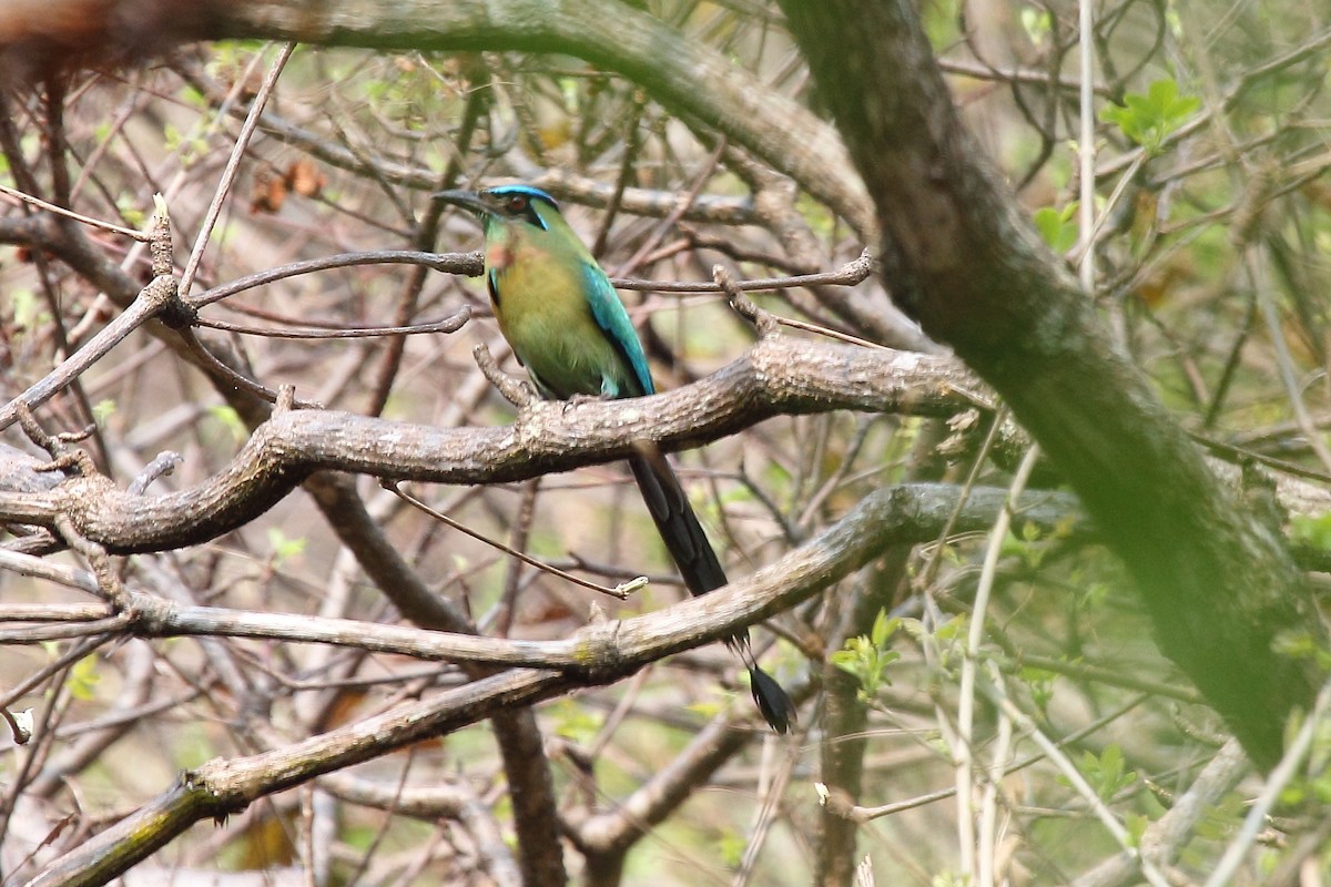 Lesson's Motmot - ML645553958