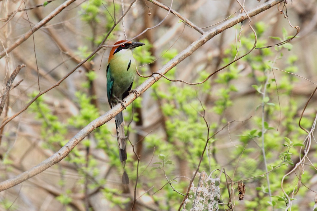 Russet-crowned Motmot - ML645553961