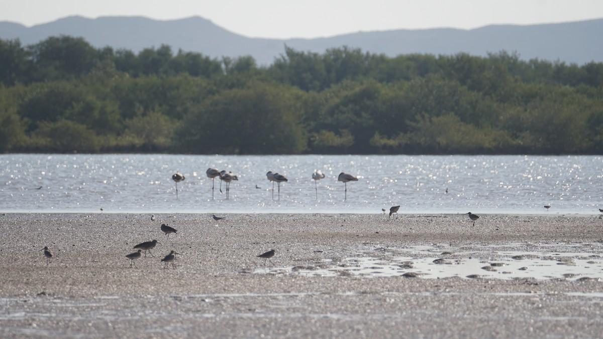 ヨーロッパフラミンゴ - ML645553965