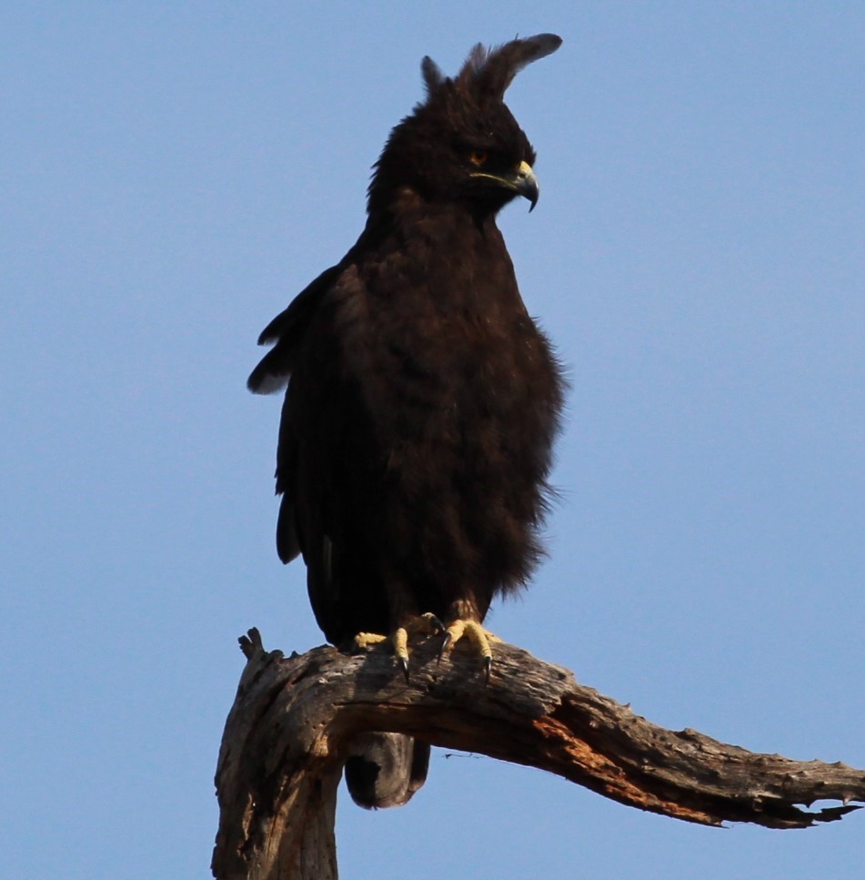 Long-crested Eagle - ML645553966