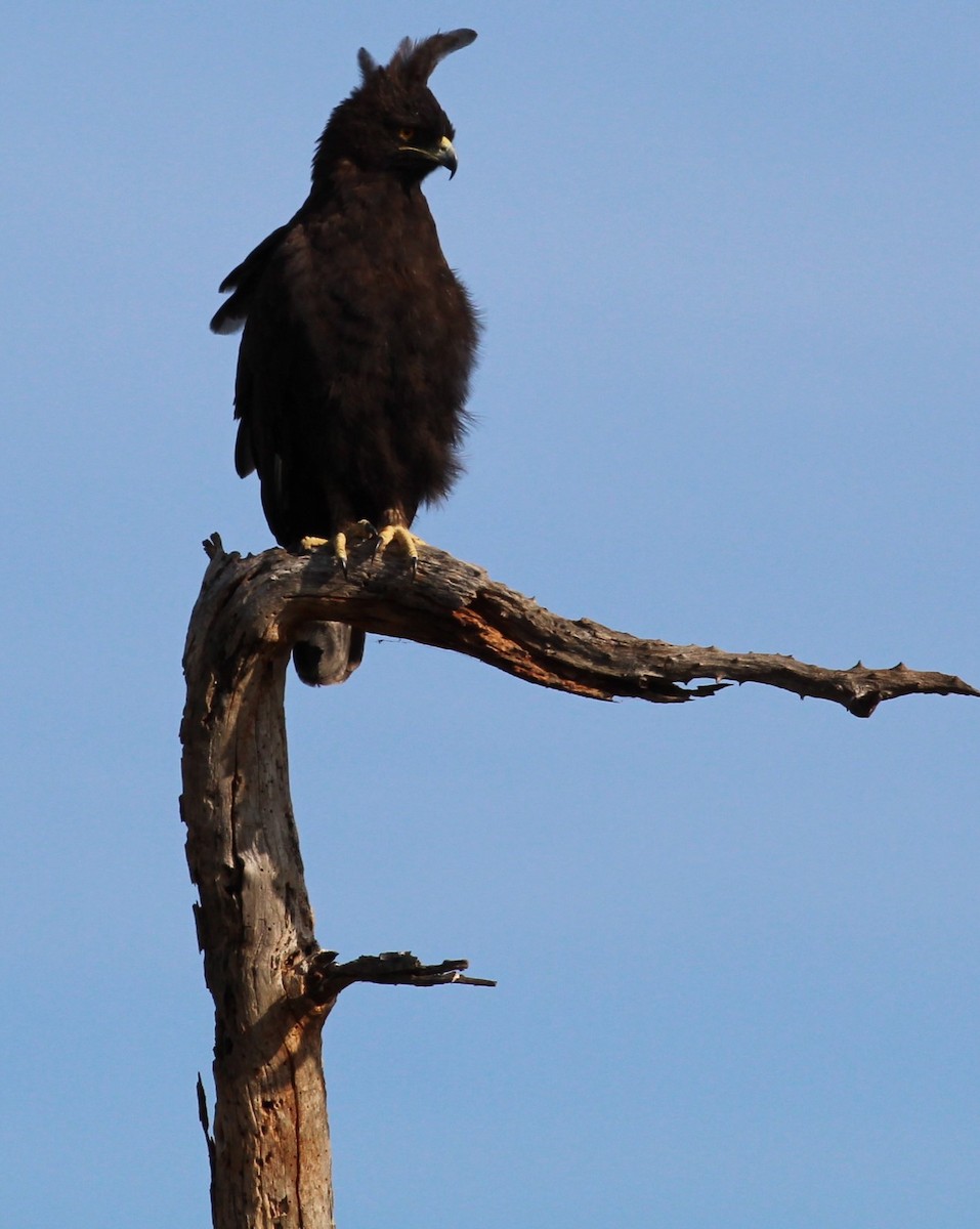 Long-crested Eagle - ML645553967