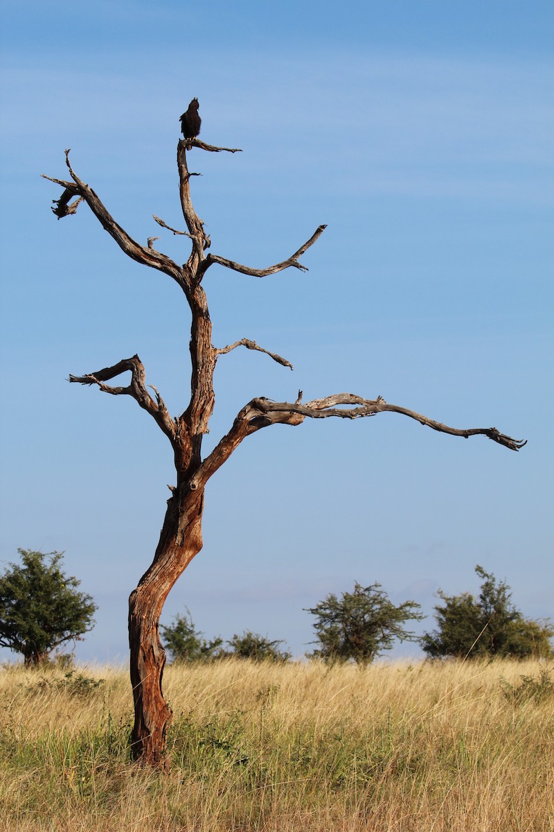 Long-crested Eagle - ML645553968