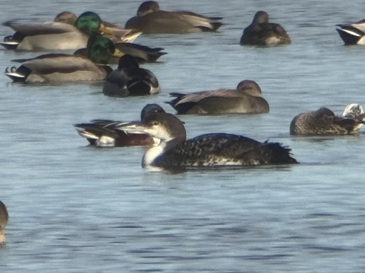 Common Loon - ML645553994