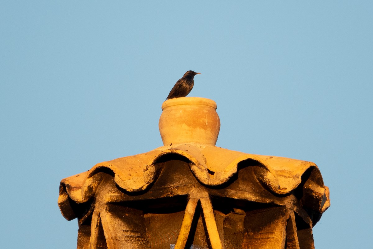 זרזיר שחור - ML645553998
