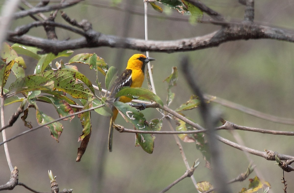 Streak-backed Oriole - ML645554002