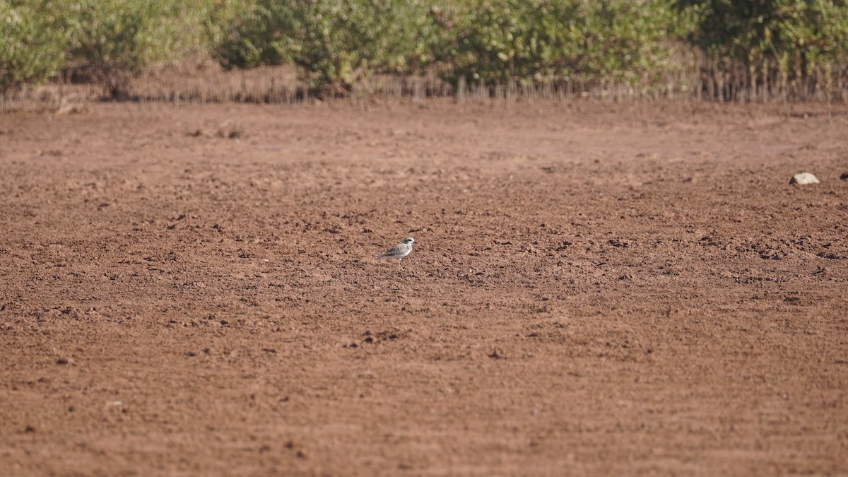 Cigüeñuela Común - ML645554005