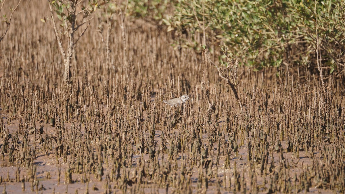 Cigüeñuela Común - ML645554006
