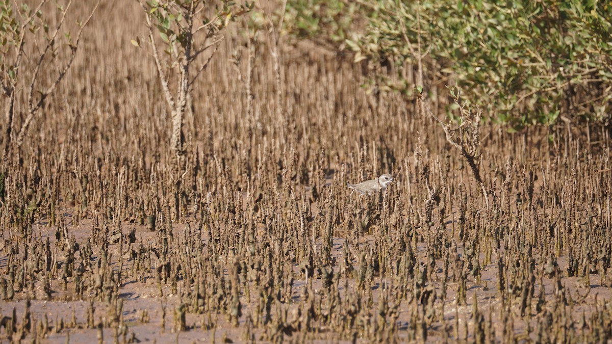 Cigüeñuela Común - ML645554007