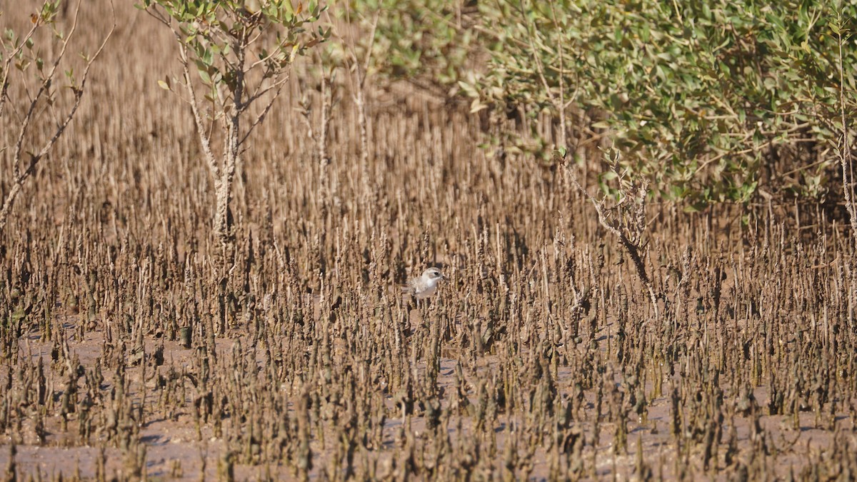 Cigüeñuela Común - ML645554009