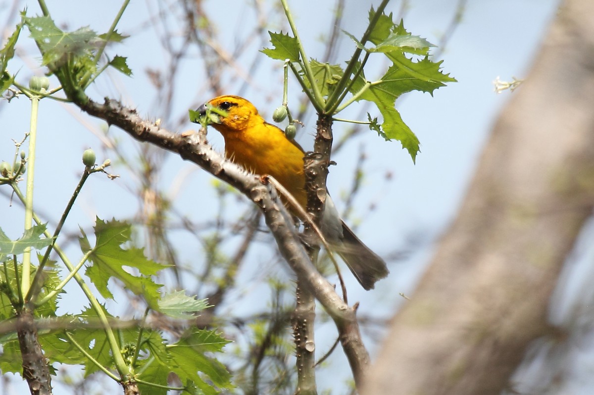 Yellow Grosbeak - ML645554013