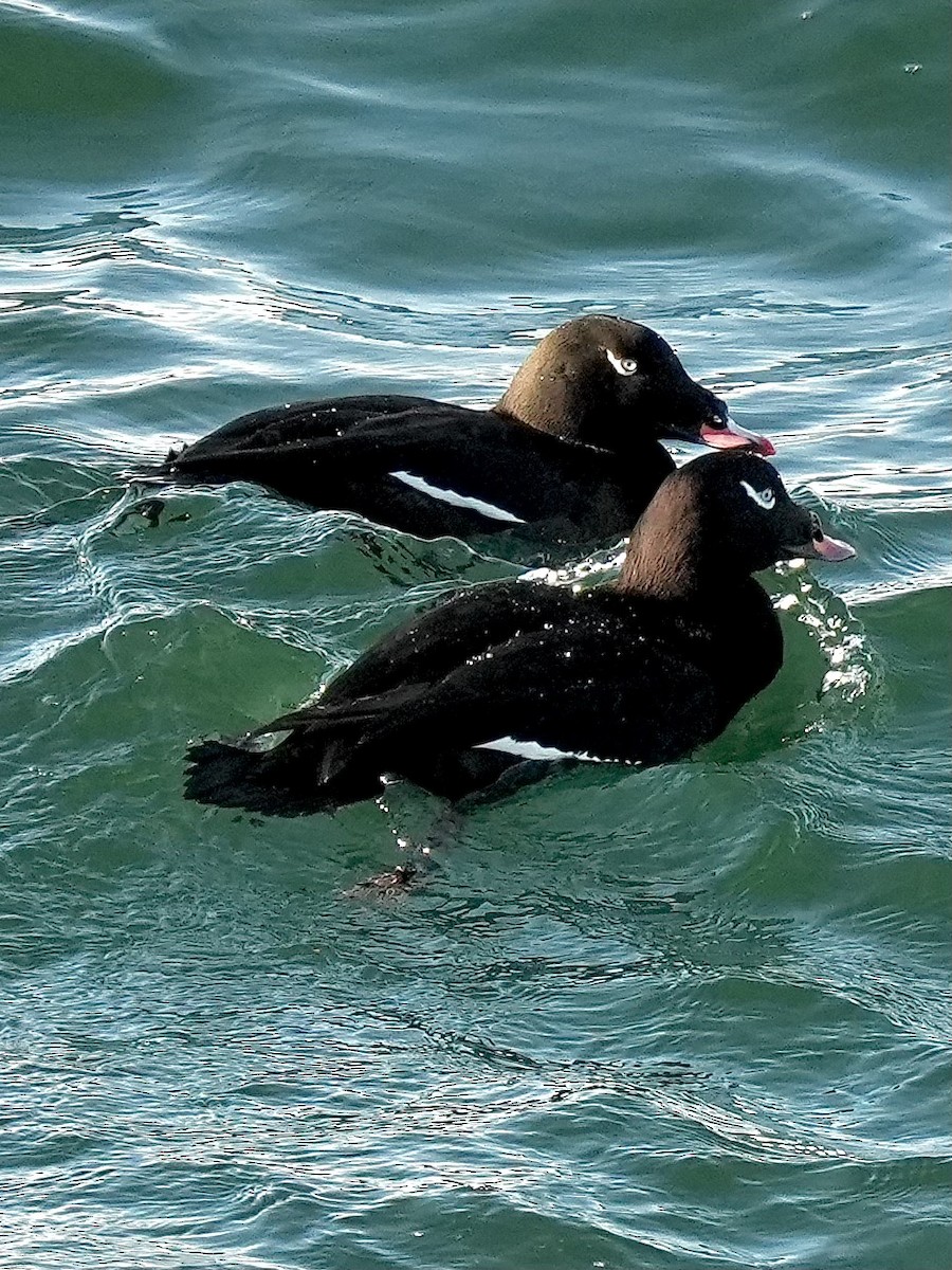 White-winged Scoter - ML645554024