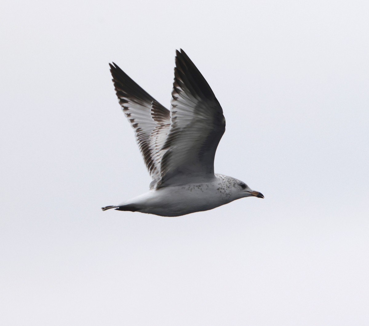 Ring-billed Gull - ML645554042