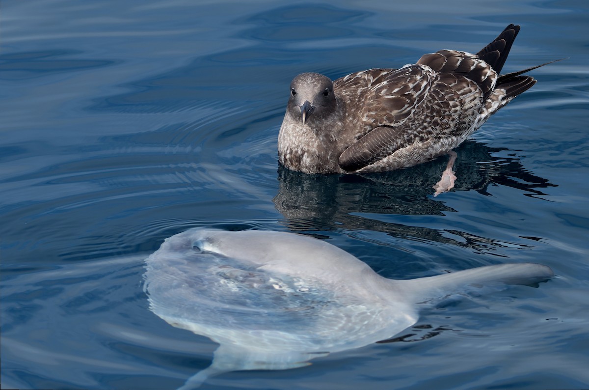 アメリカオオセグロカモメ - ML645554045