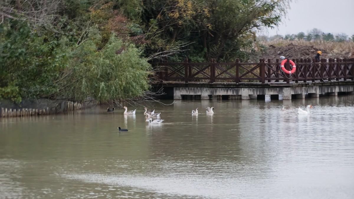 インドガン - ML645554047