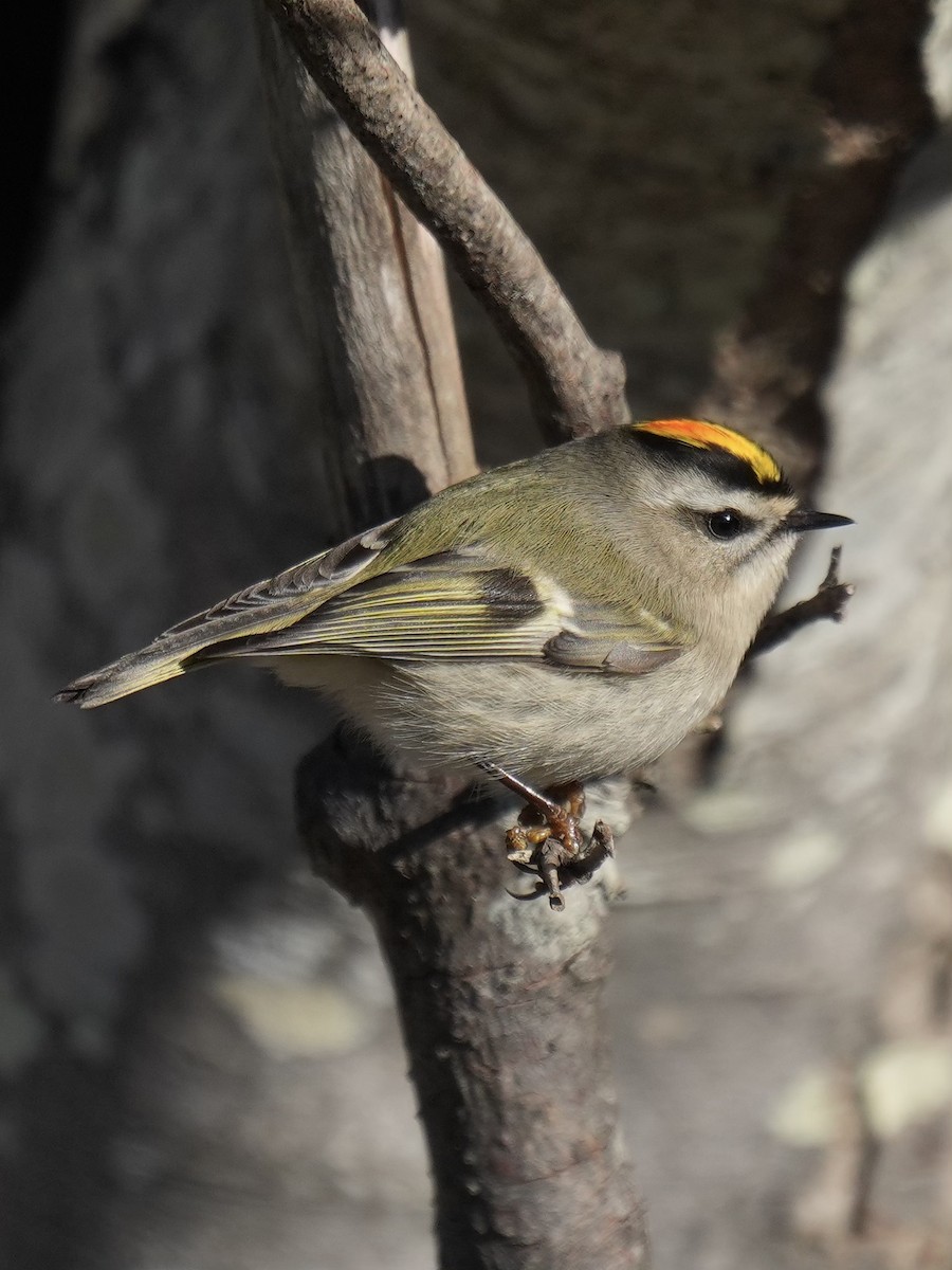 アメリカキクイタダキ - ML645554051