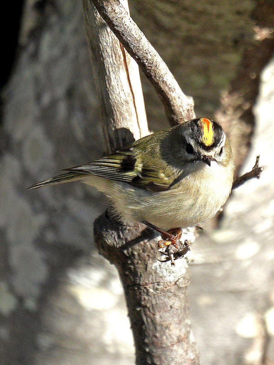 アメリカキクイタダキ - ML645554052