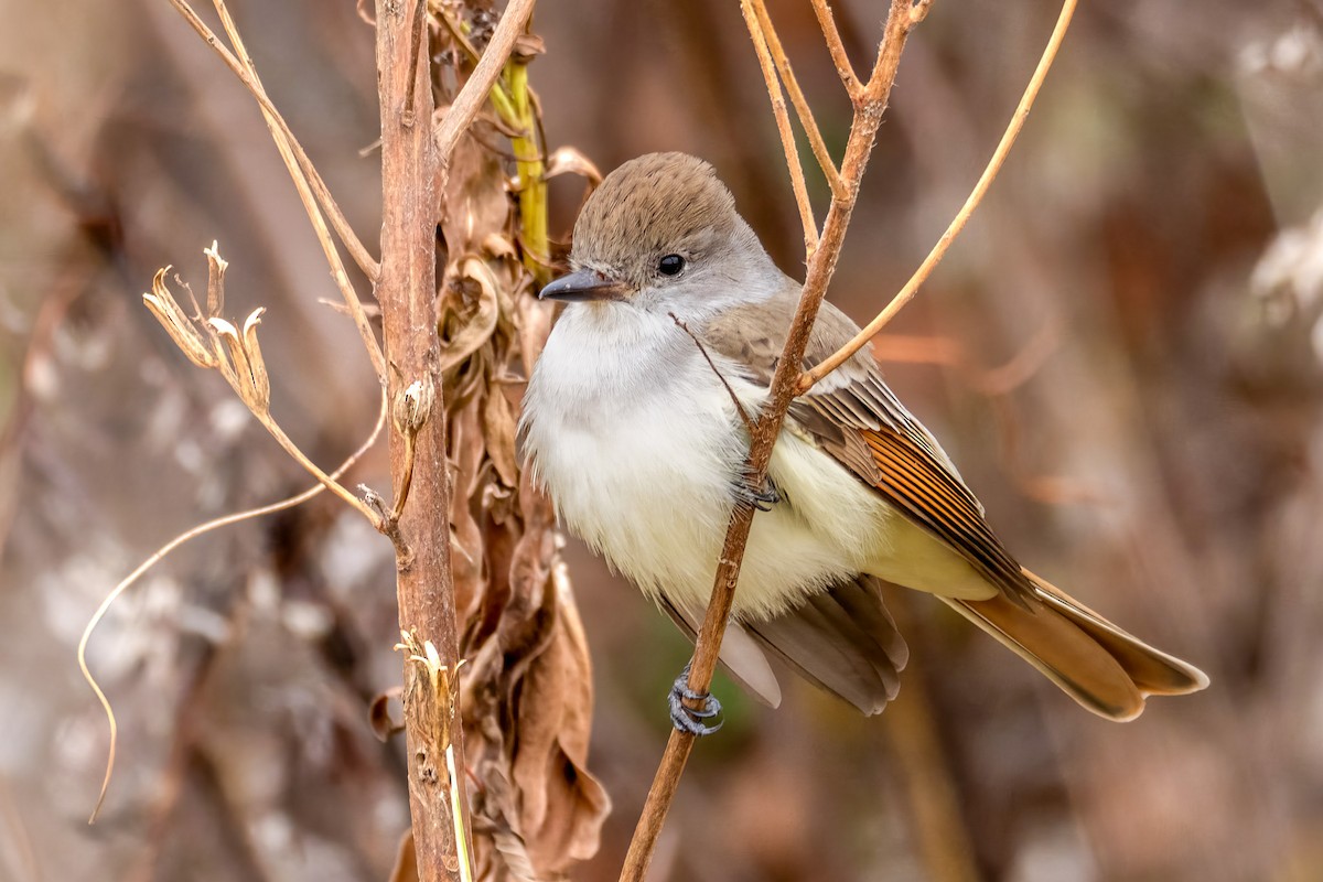 Ash-throated Flycatcher - ML645554055