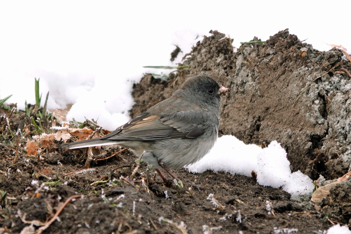 ユキヒメドリ - ML645554057