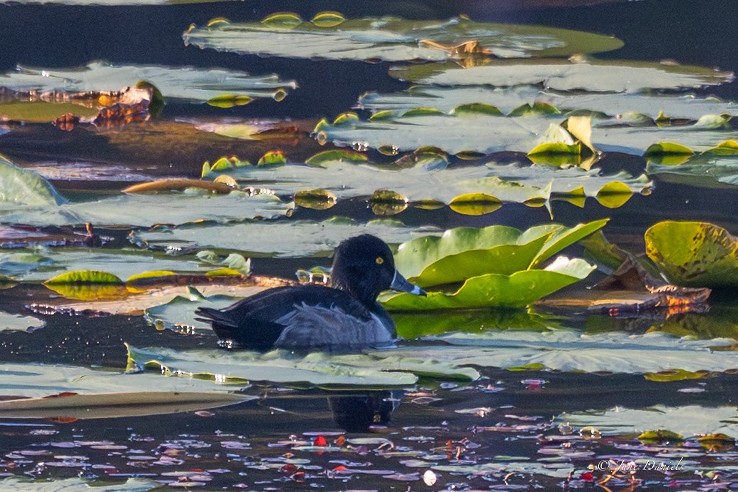 クビワキンクロ - ML645554059