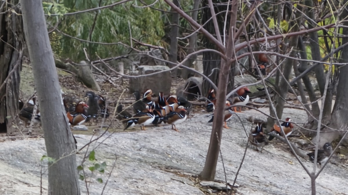 オシドリ - ML645554060