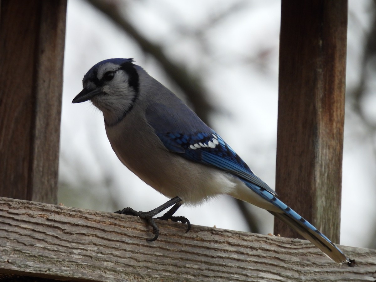 アオカケス - ML645554062