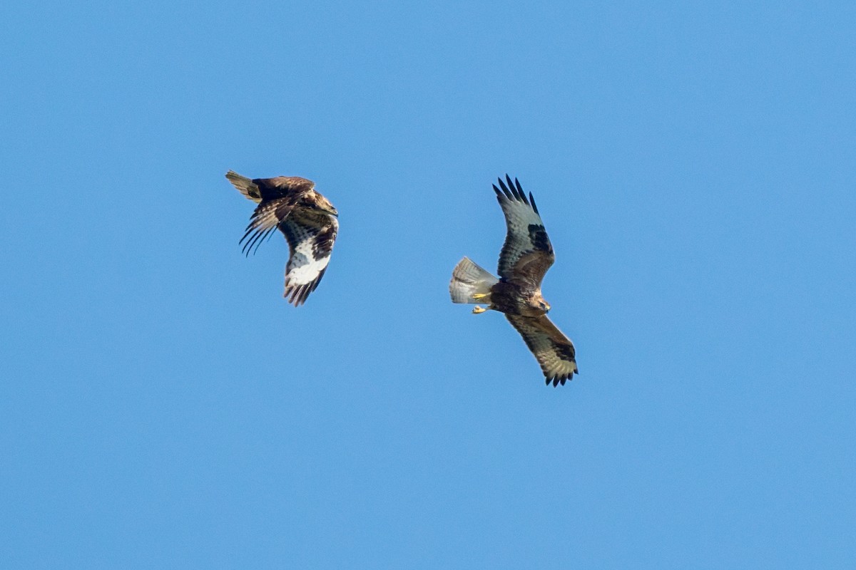 ニシオオノスリ - ML645554064