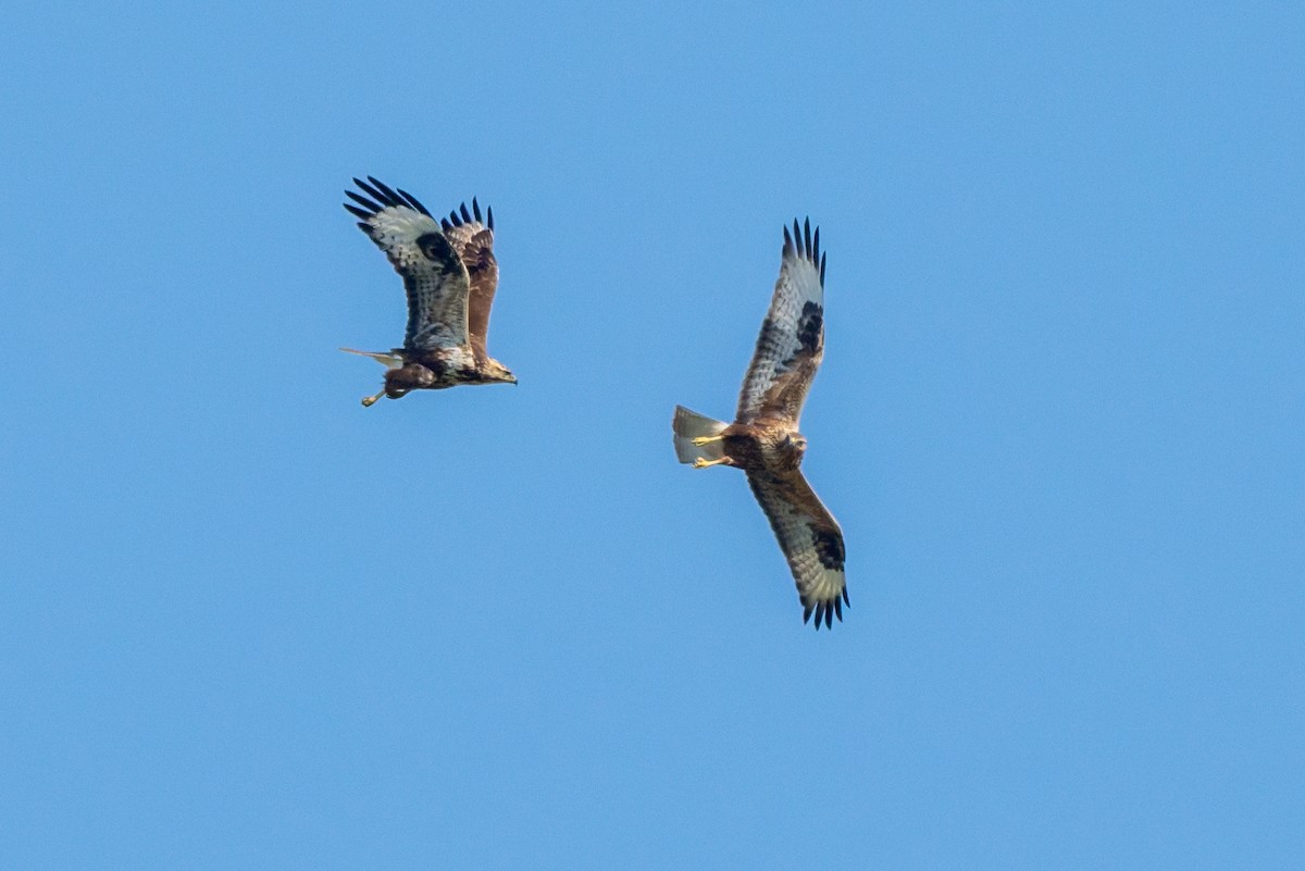 ニシオオノスリ - ML645554065