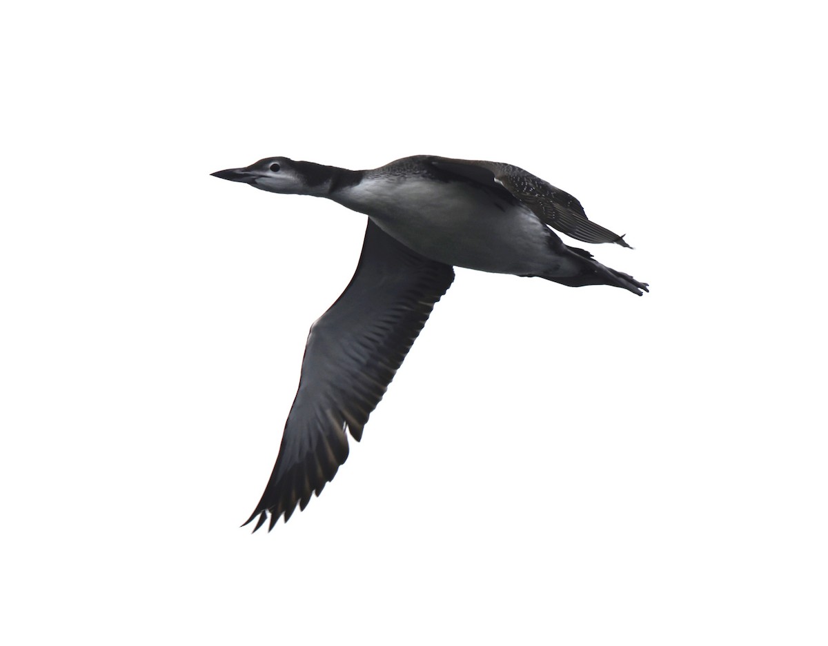 ハシグロアビ - ML645554070