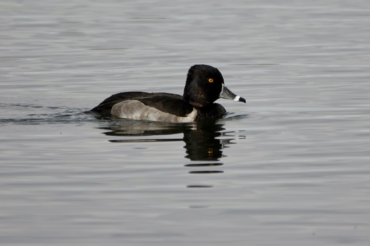 クビワキンクロ - ML645554071