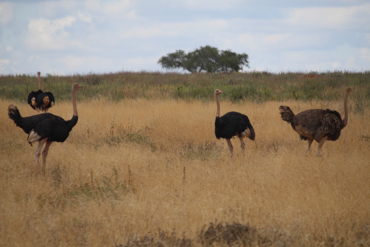 ダチョウ - ML645554073