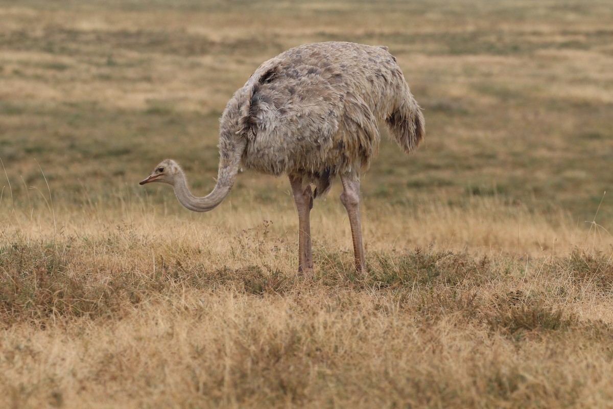 ダチョウ - ML645554074