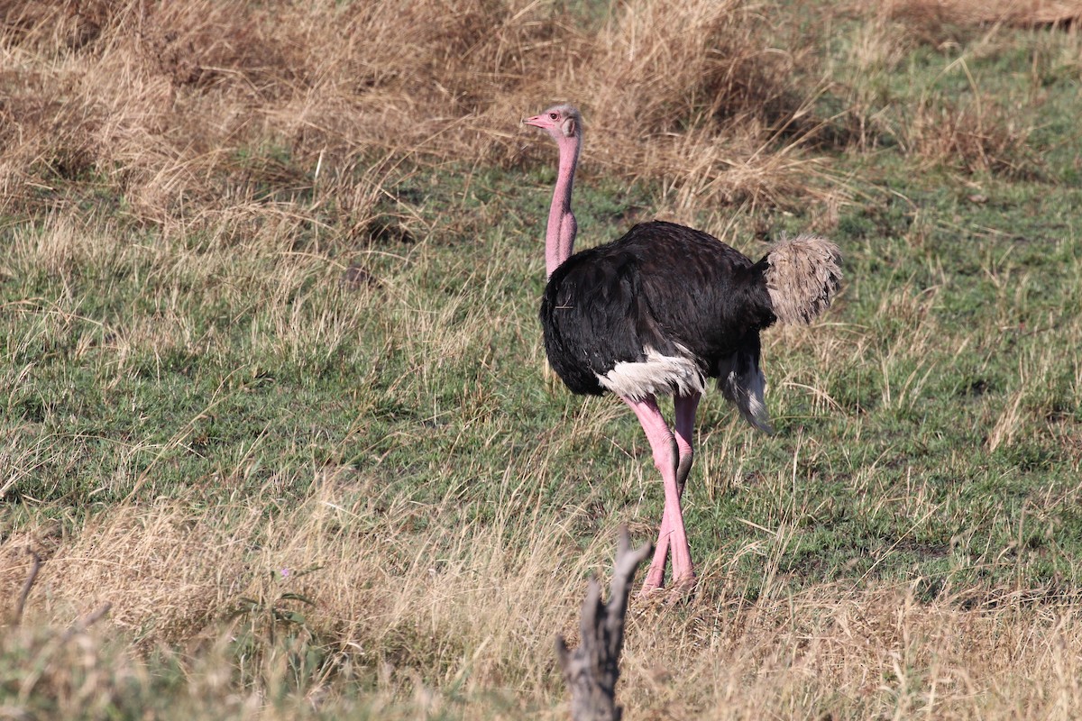 ダチョウ - ML645554075