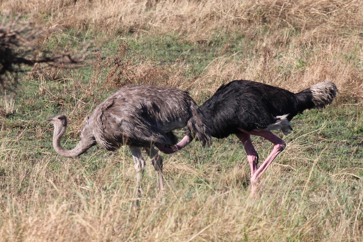 ダチョウ - ML645554076