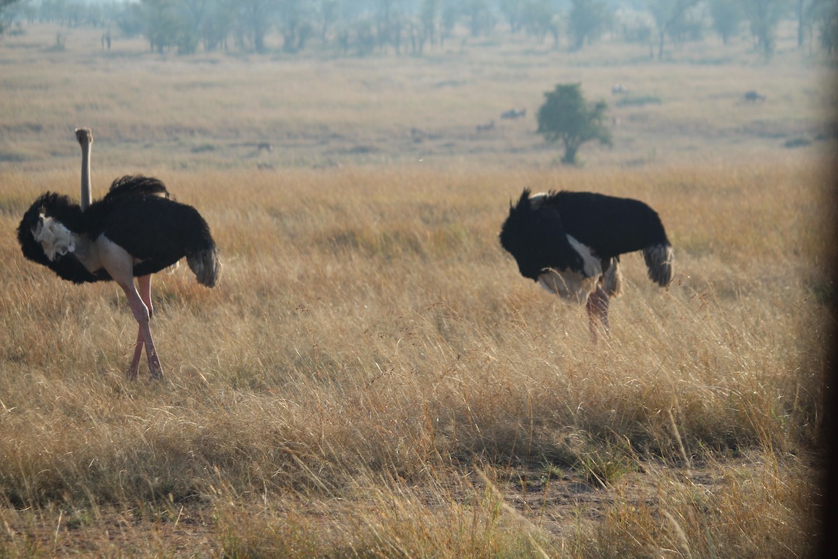 ダチョウ - ML645554077